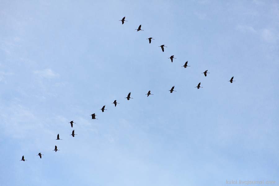 Журавли улетающие в небо картинки. Перелётные птицы журавлиный Клин. Перелетные птицы летят клином.