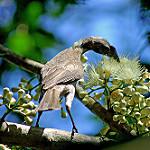 Филемон крикливый