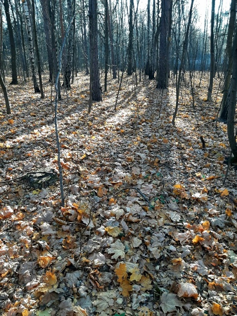 Осень дождями краски смывает