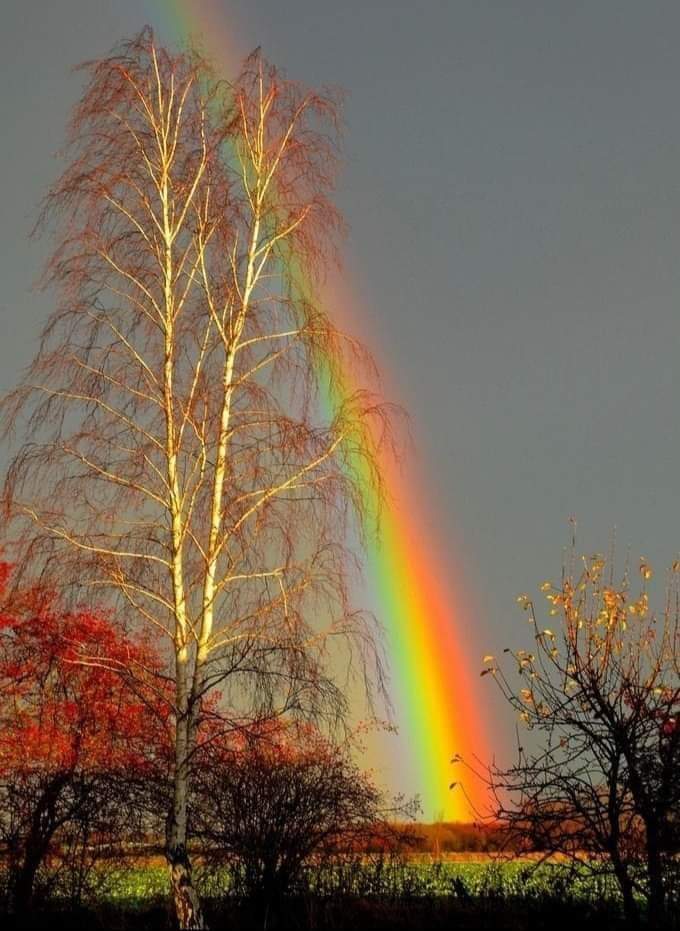 Символ хрупкой красоты