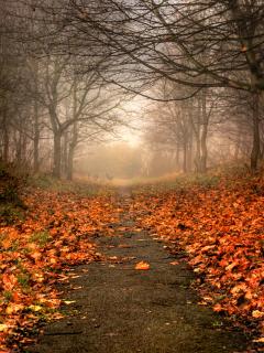 Нас снова накрыли туманы мохнатые