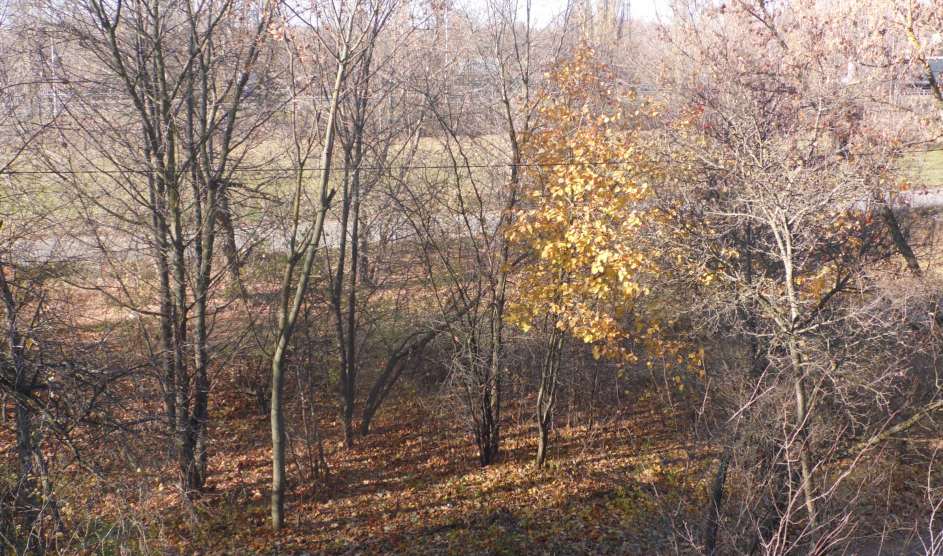 Влюблён осенний клён в рябину