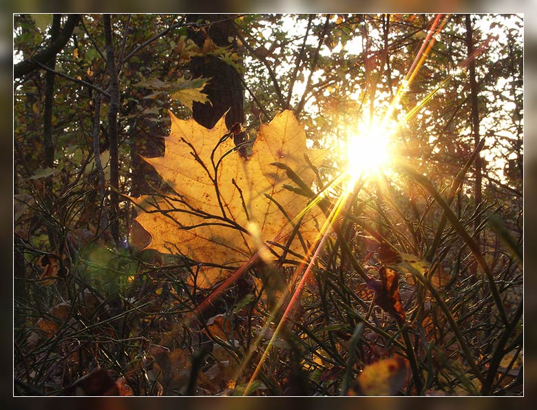 Солнце поднимается лес озаряется ярко красным светом. Осень солнце. Солнце осенью. Ноябрь солнце. Солнечный лучик в ноябре.