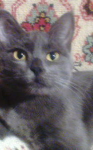 Балансированное питание