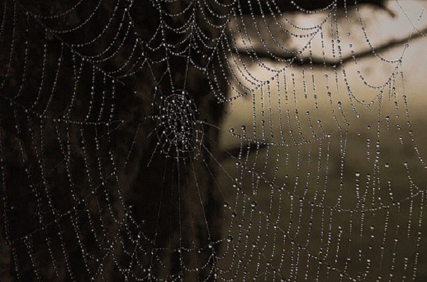 Осени поздней отметки