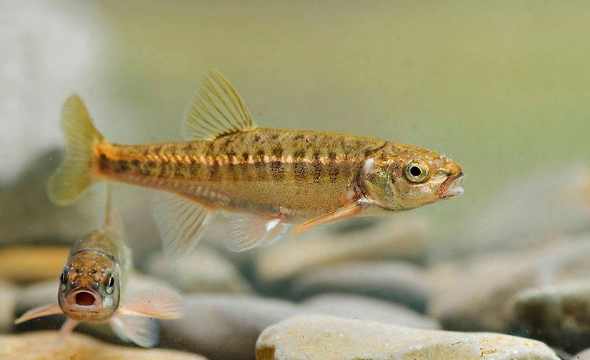 Из биологических опытов с рыбками