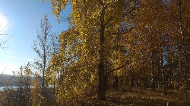 И летят золотистые листья