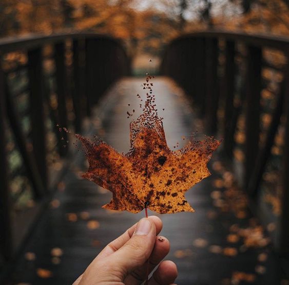 Осенняя краса