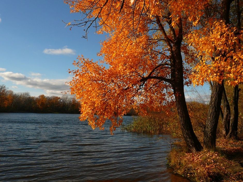 Золотая осень картинки. Золотая осень. Золото осени картинки. Золото осени картинки. Золотая осень.