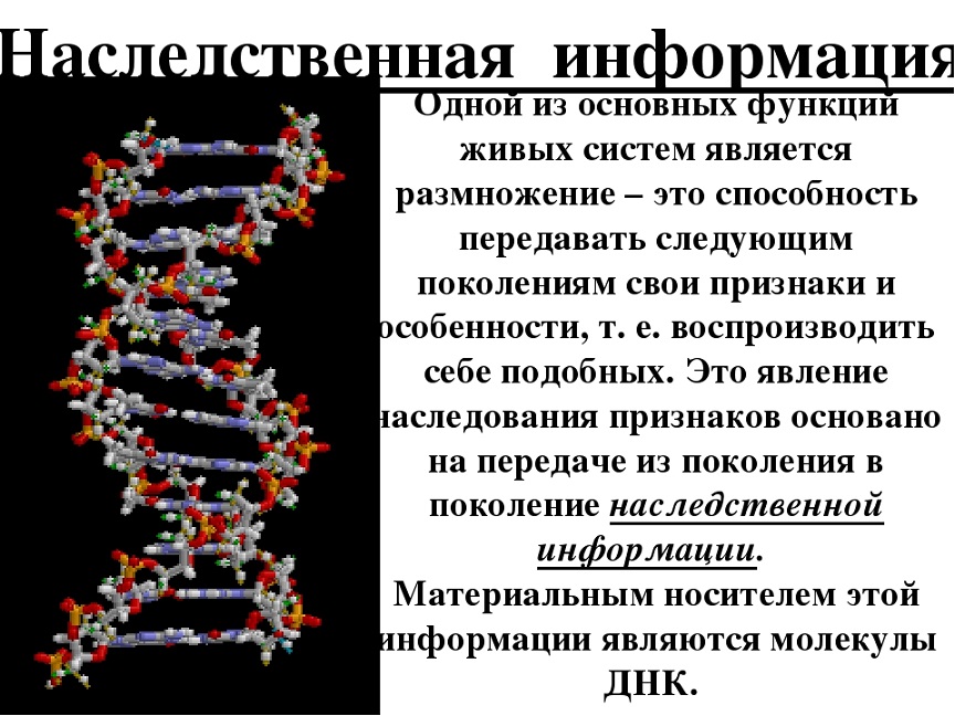 База генетики. ДНК И наследственная информация. Ненаследственная информация. Передача генетической информации. Генетическая информация информация.