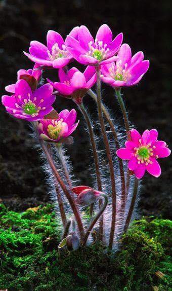 Мои гости...