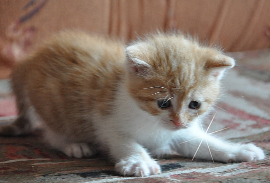 Котёнок и солнечный лучик