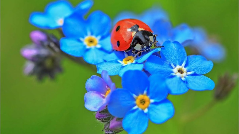 Коровка Божия, последним взмахом..