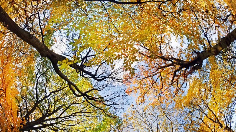 Вот и осень