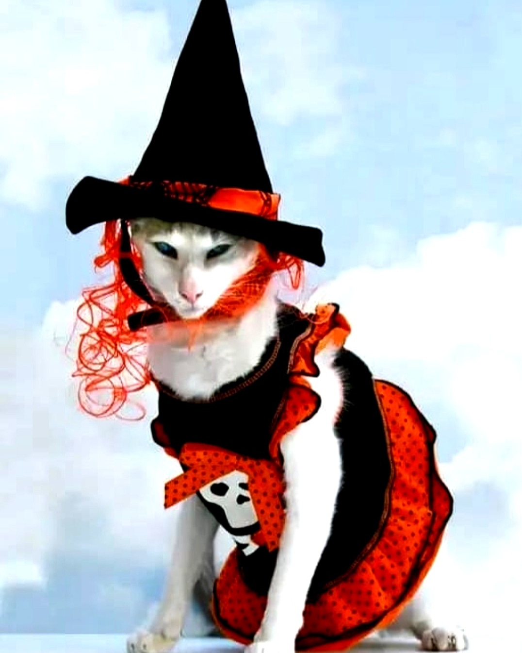 Костюм кота картинки. Костюм кошки. Кот в костюме. Костюм кошки на Хэллоуин. Хэллоуинские костюмы для кота.