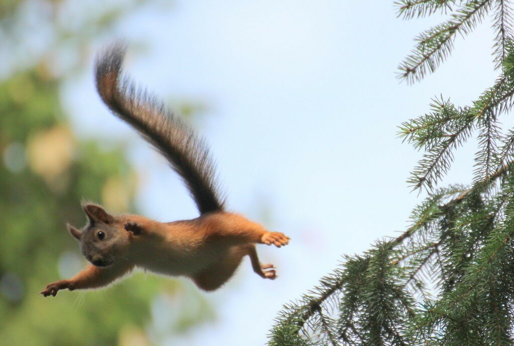 Red, rodent, jump, animal, squirrel wallpaper Animal wallpaper, Animals, Cute do