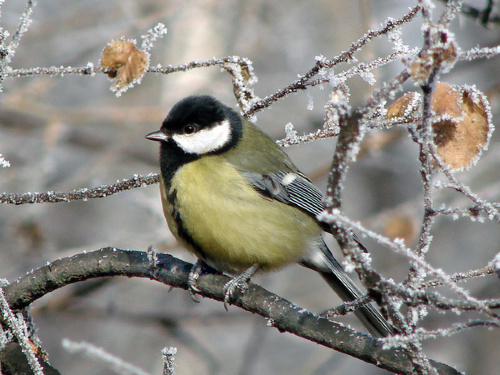 Журавль, жар - птица и синица