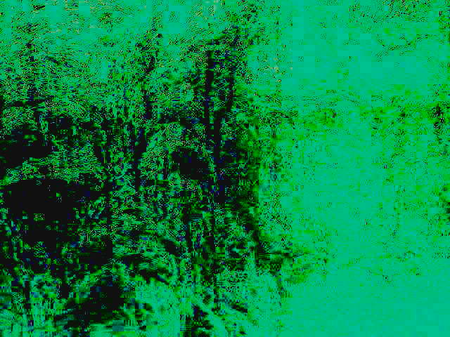 Под пологом таинственных лесов