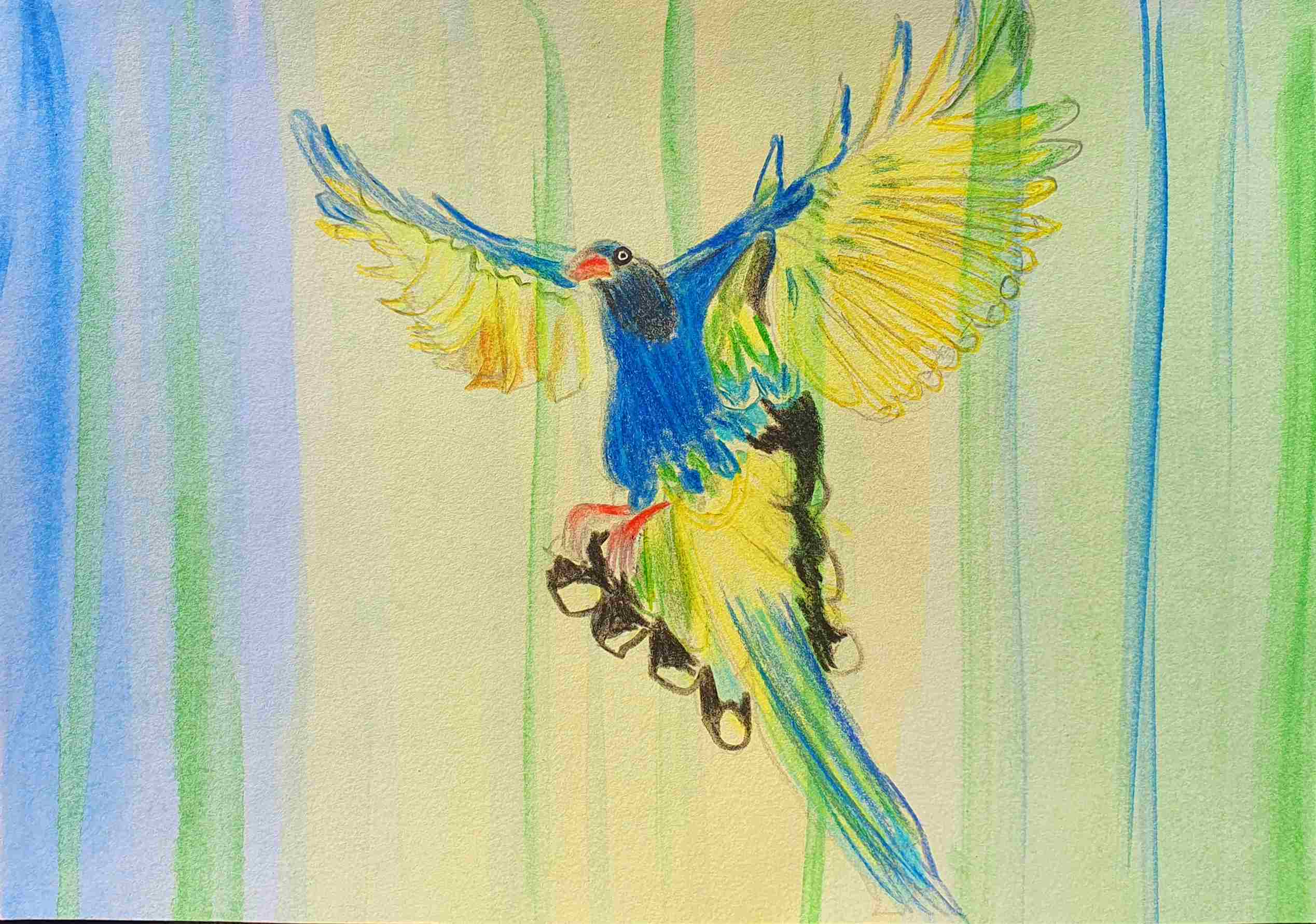 Сорока тайваньская из красавцев