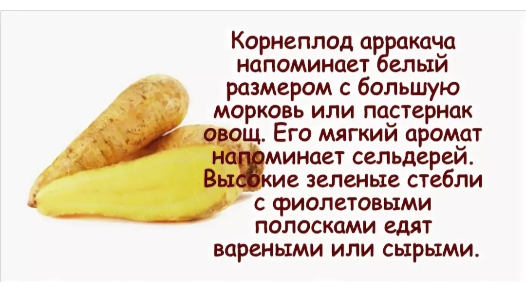 Арракача
