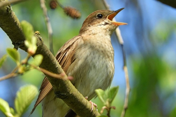 Голос любимой женщины