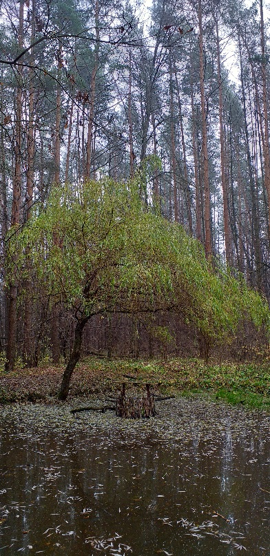 Ноябрь