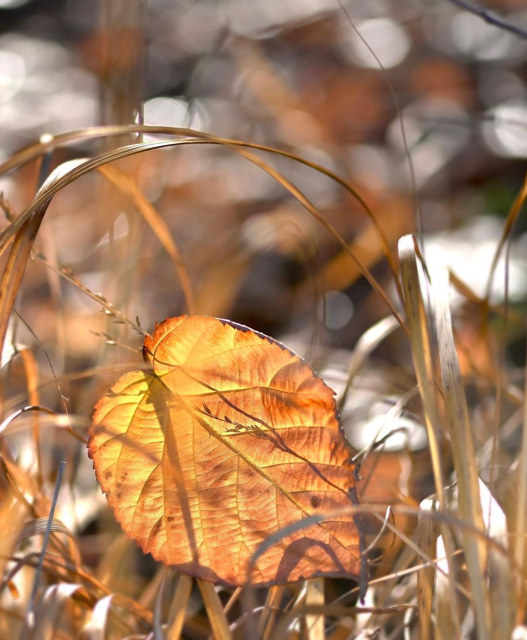 Последний лист