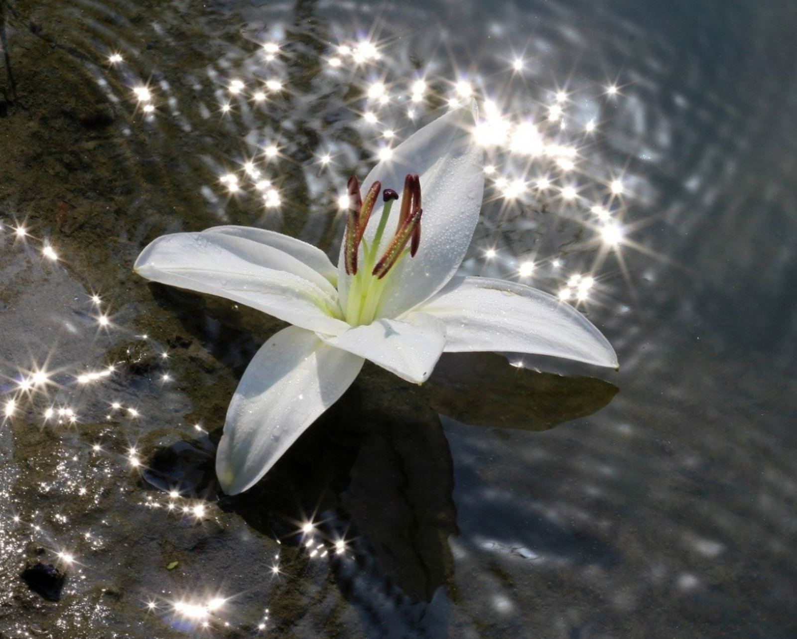Вода цветы красиво. Лилия белая Болотная. Лилия Болотная цветок. Лилии" (Water Lilies). Кувшинка Болотная.