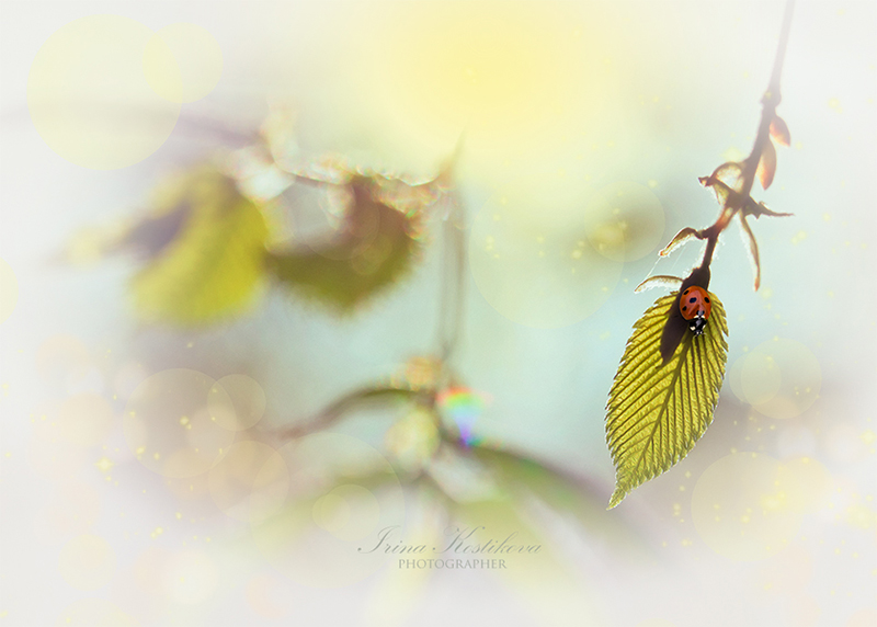 Соберу любовь в себе