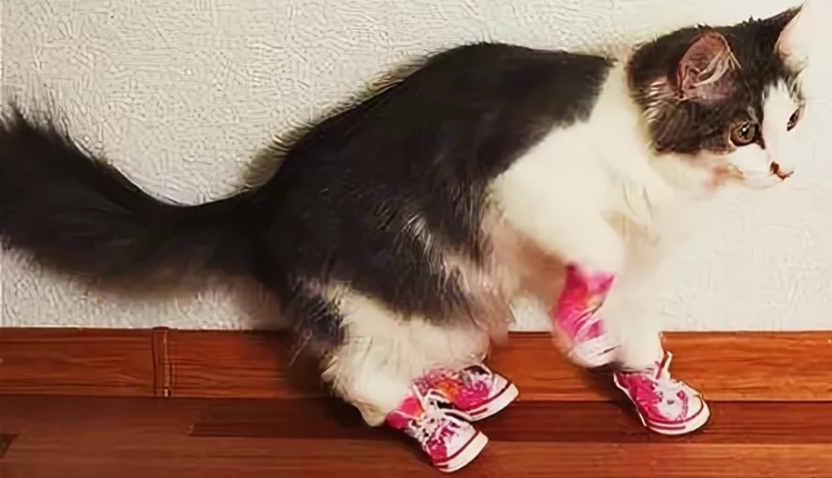 Kitten sleeping in her humans shoes wants to keep her human with her always Cute