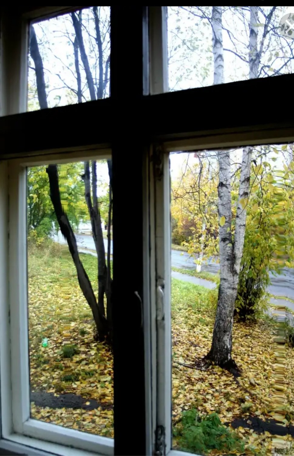 Из окна видна река. Осень из окна. Береза у окна. Вид из деревенского окна. Вид из окна березы.