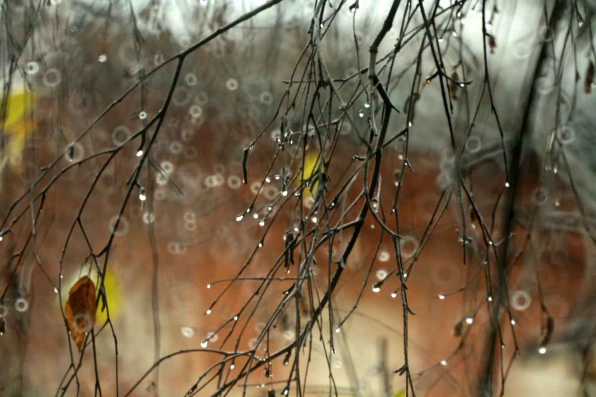 Дождливый день. Холодная и дождливая весна. Осенний дождь. Холодная дождливая осень. Дождливым ноябрем.