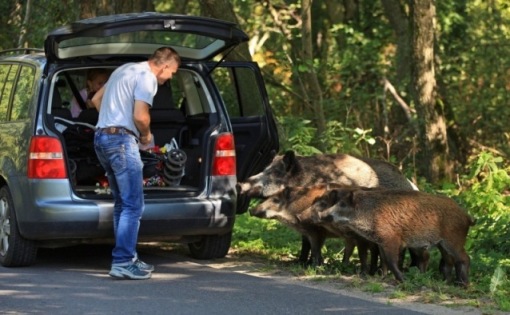 Три поросёнка. Комментарий к картинке