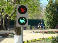 Город котов