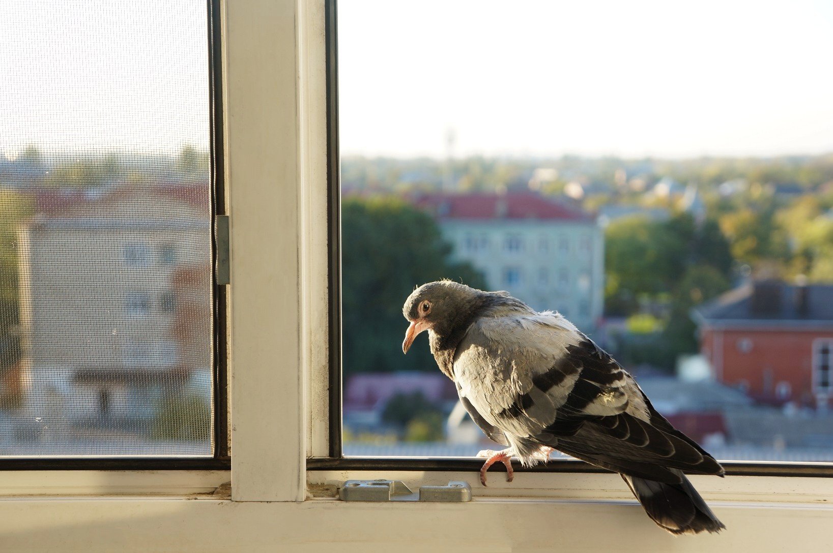 Странный странник