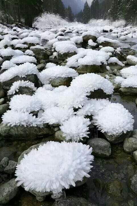 Казковi квiти