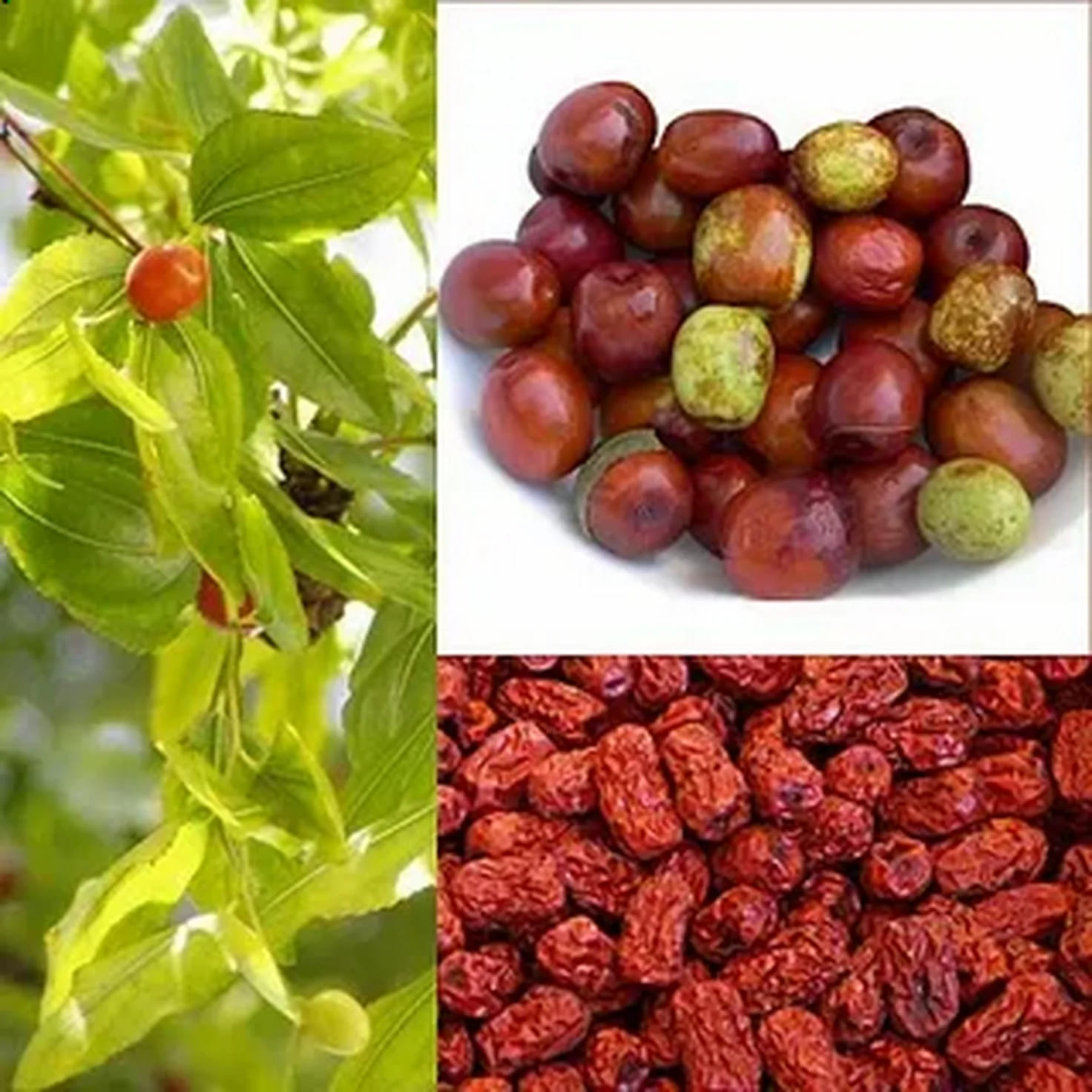 Зизифус унаби