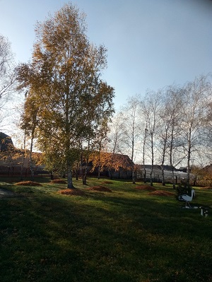 Несёт кому-то осень грусть