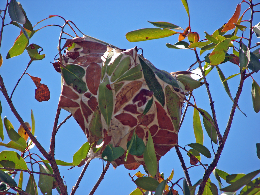 Муравьи-портные