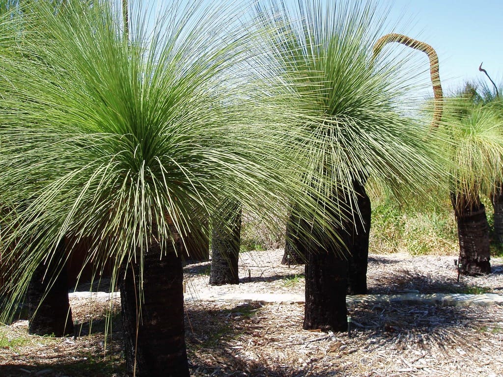 Чернокожий мальчик