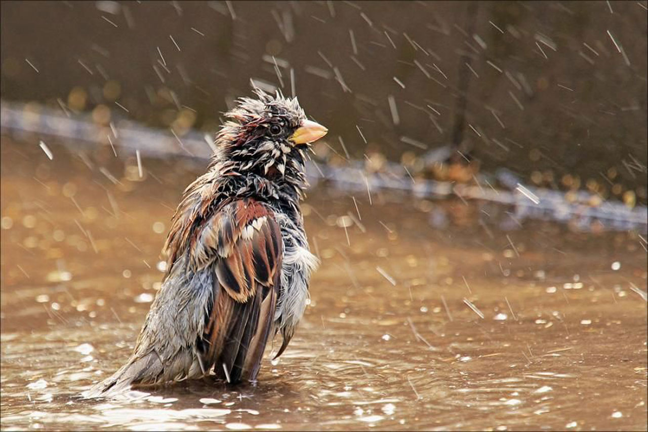 Птичка радуется. Птица под дождем. Мокрая птица. Взъерошенная птица. Животные под дождем.