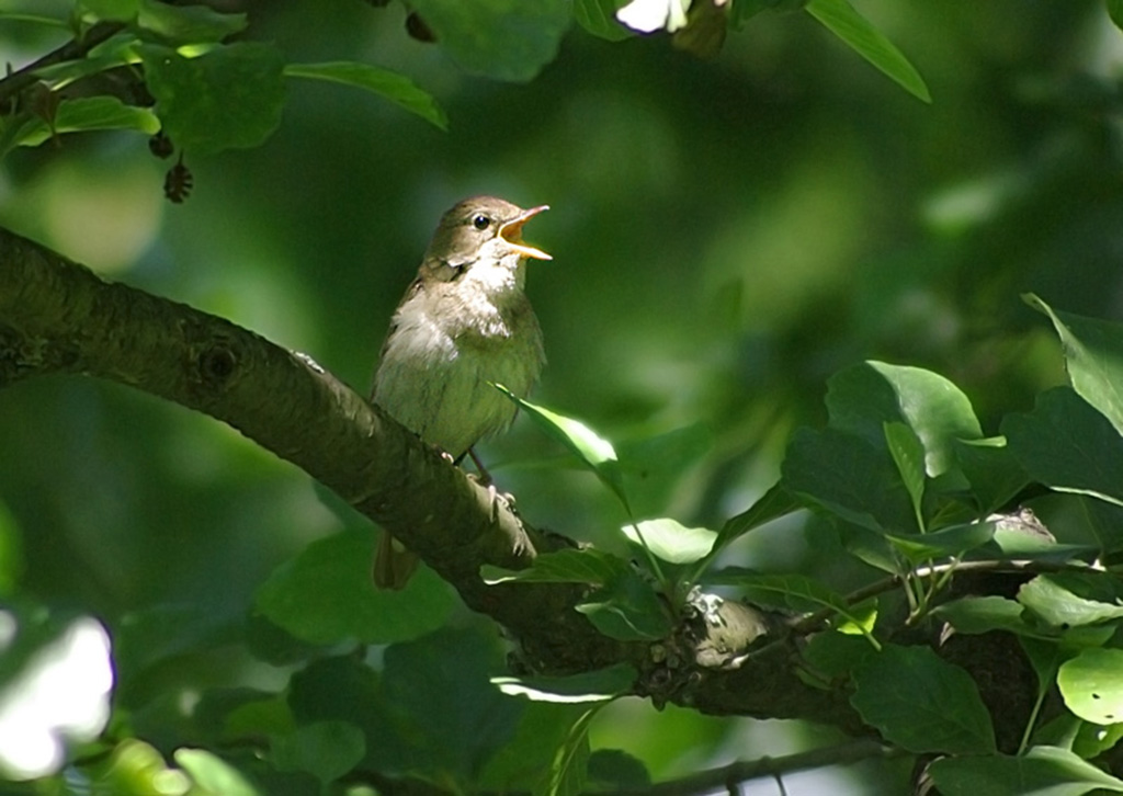 У реки кукушка куковала