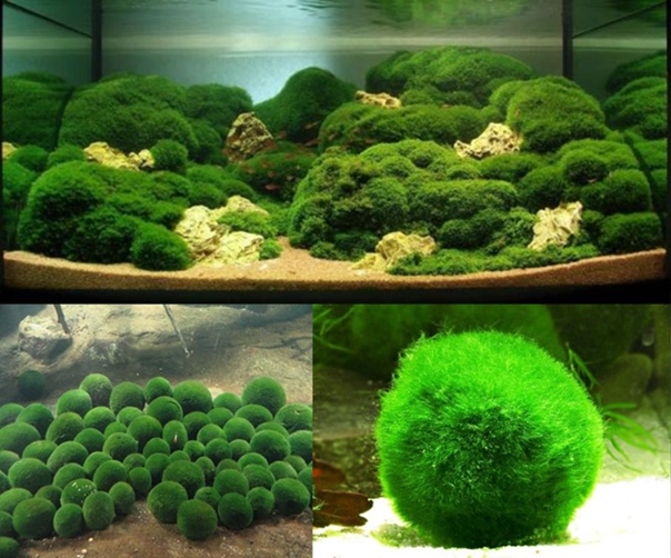 Кладофора шаровидная