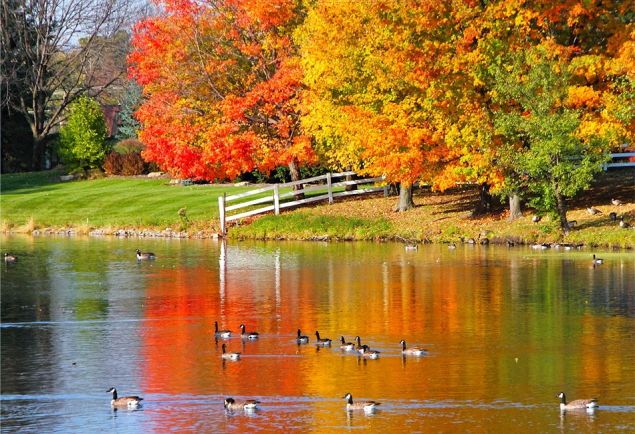 А осень может петь!