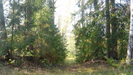 Ночь в лесу