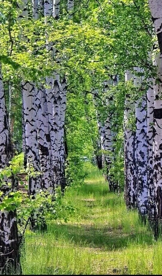 Как в сладком сне