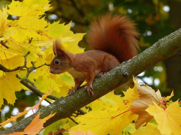 Осень укуталась в беличью яркую шубку...