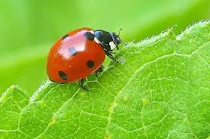 Что такое жизнь?