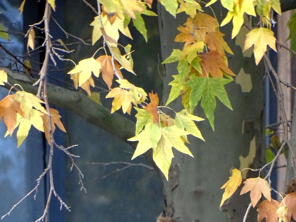 Дни глухой осени... Артур Грей Эсквайр