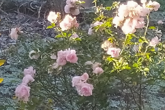 Ноябрьское утро из окна